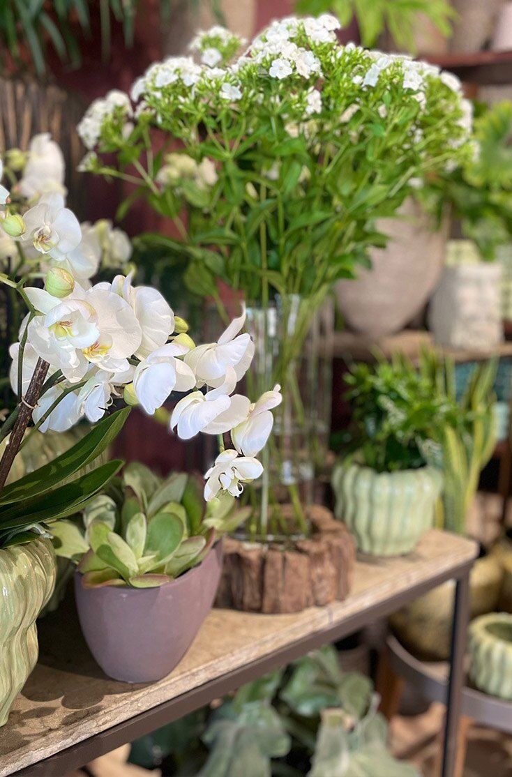 Orchidee bianche, piante grasse e fiori di campo nella boutique di Savosa