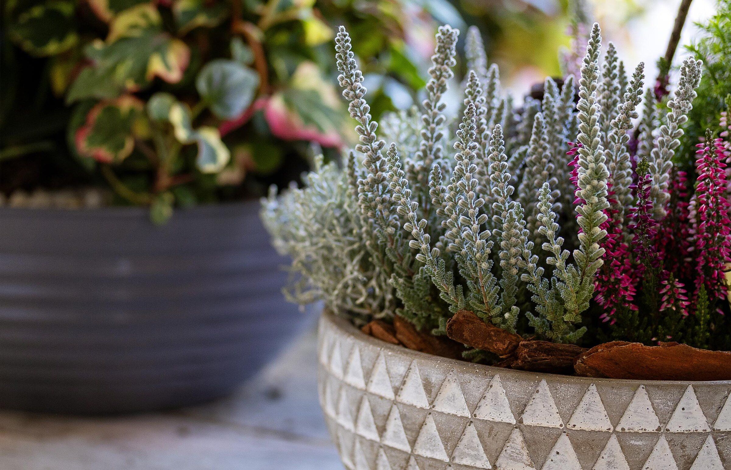 Erica in fiore in un vaso di ceramica decorata